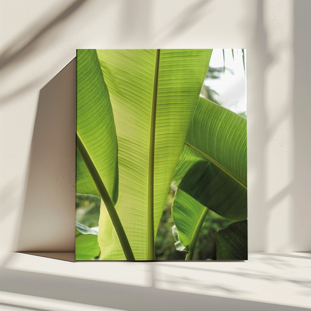 Tropische bananenbladeren | Canvas