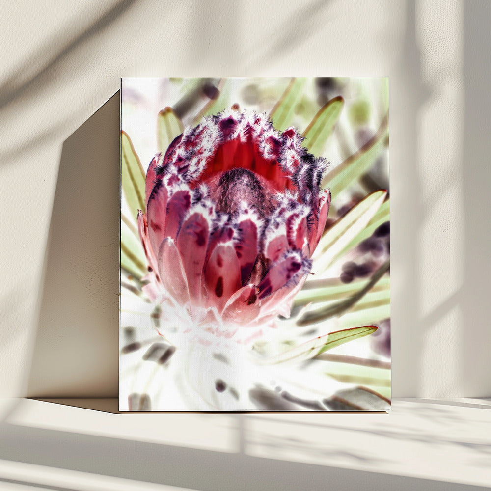 Bloeiende Protea Bloem | Canvas