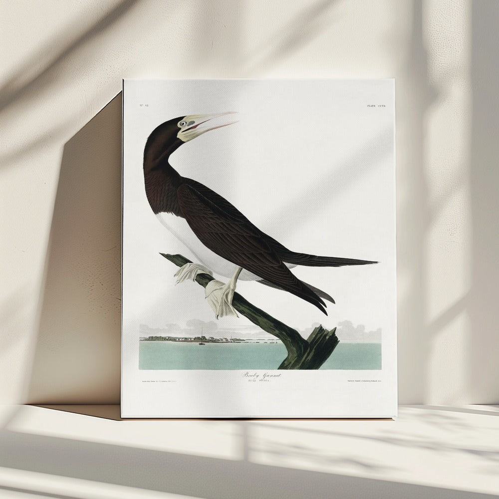 Booby Gannet van Birds of America (1827) | Canvas