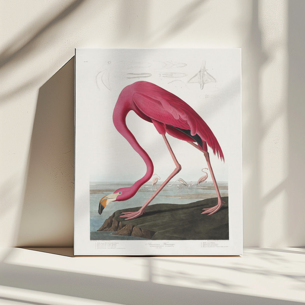 Roze flamingo uit Birds of America (1827) | Canvas