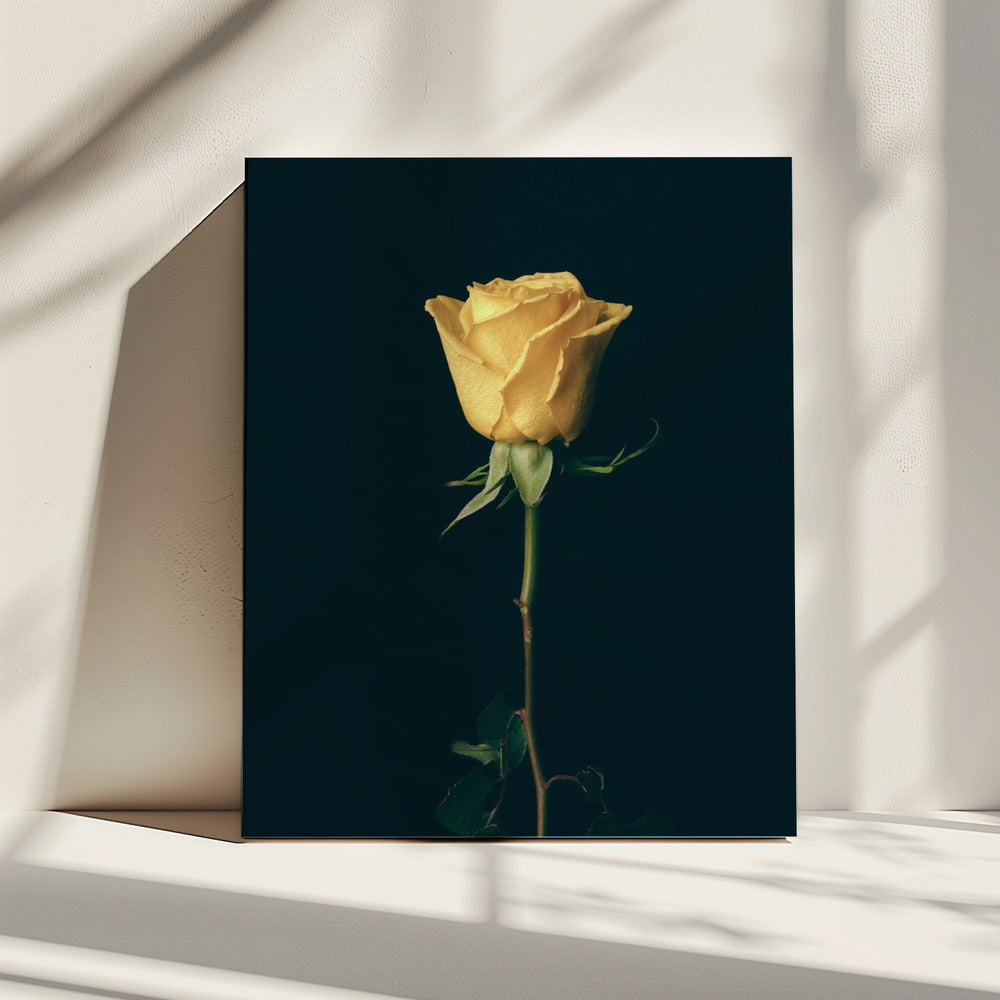 gele roos | Canvas