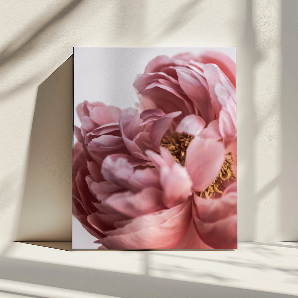Pioenroos | Canvas