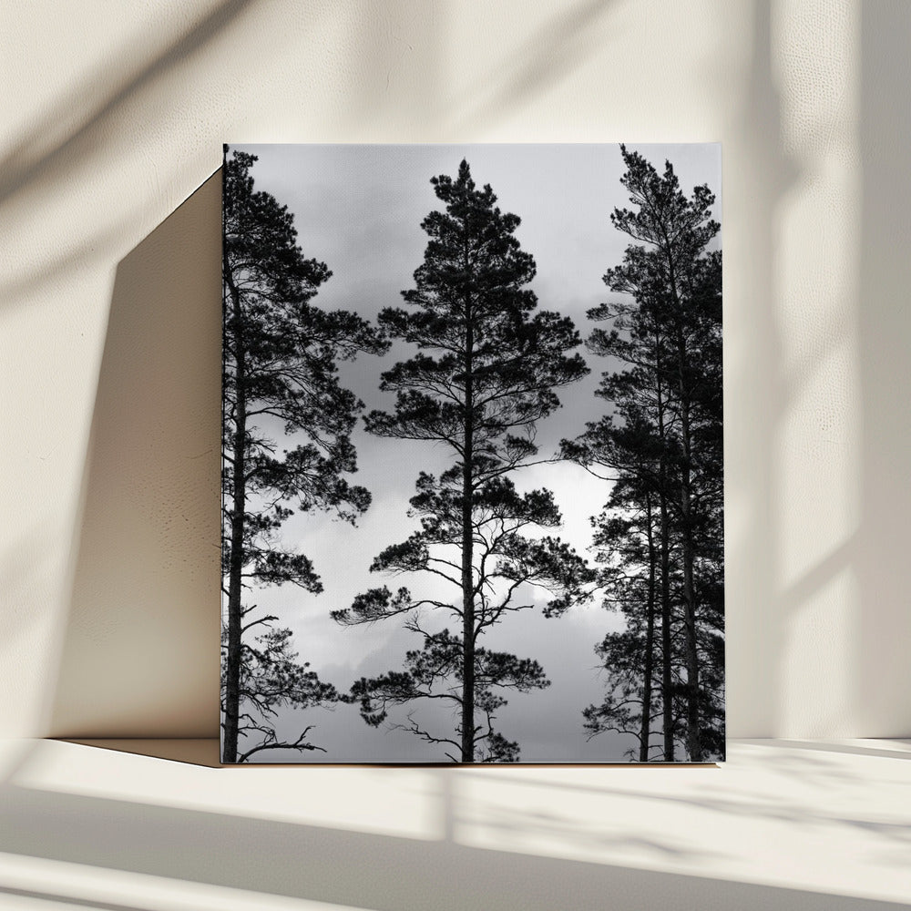 Zweedse bomen | Canvas
