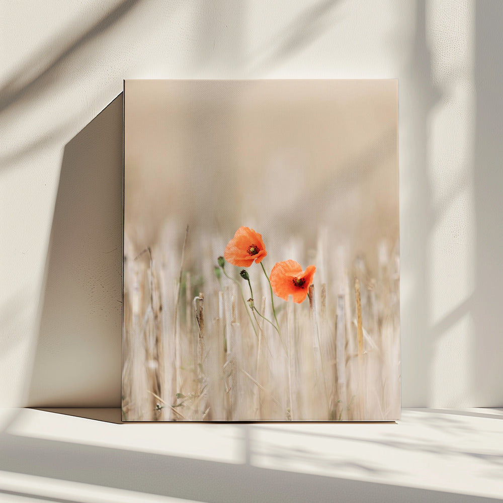 Zomerklaprozen | Canvas