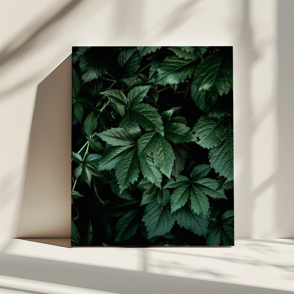 Donkere bladeren 13 | Canvas