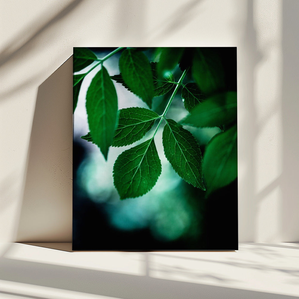 Donkere bladeren 14 | Canvas