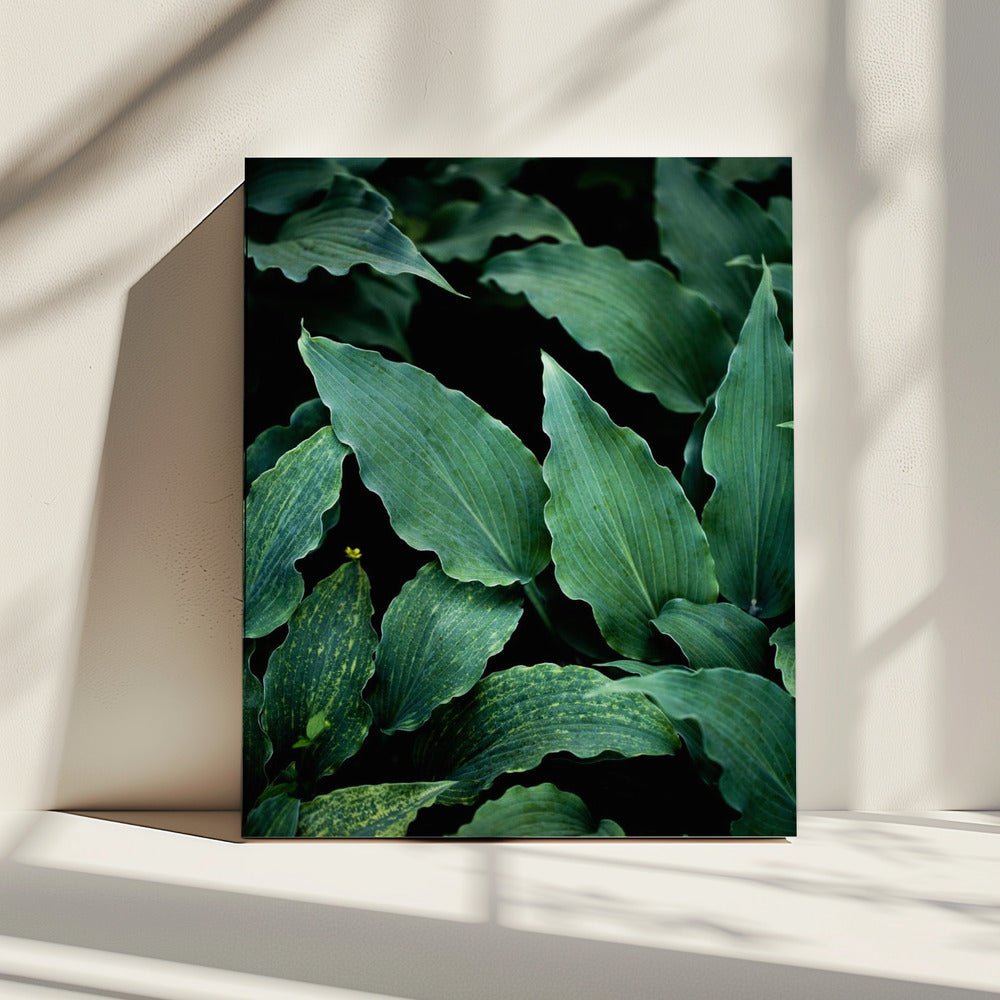 Donkere bladeren 15 | Canvas