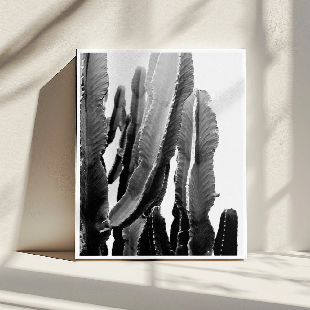 Cactus Elegantie | Canvas