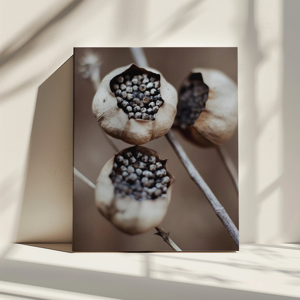 Capsules van de natuur | Canvas