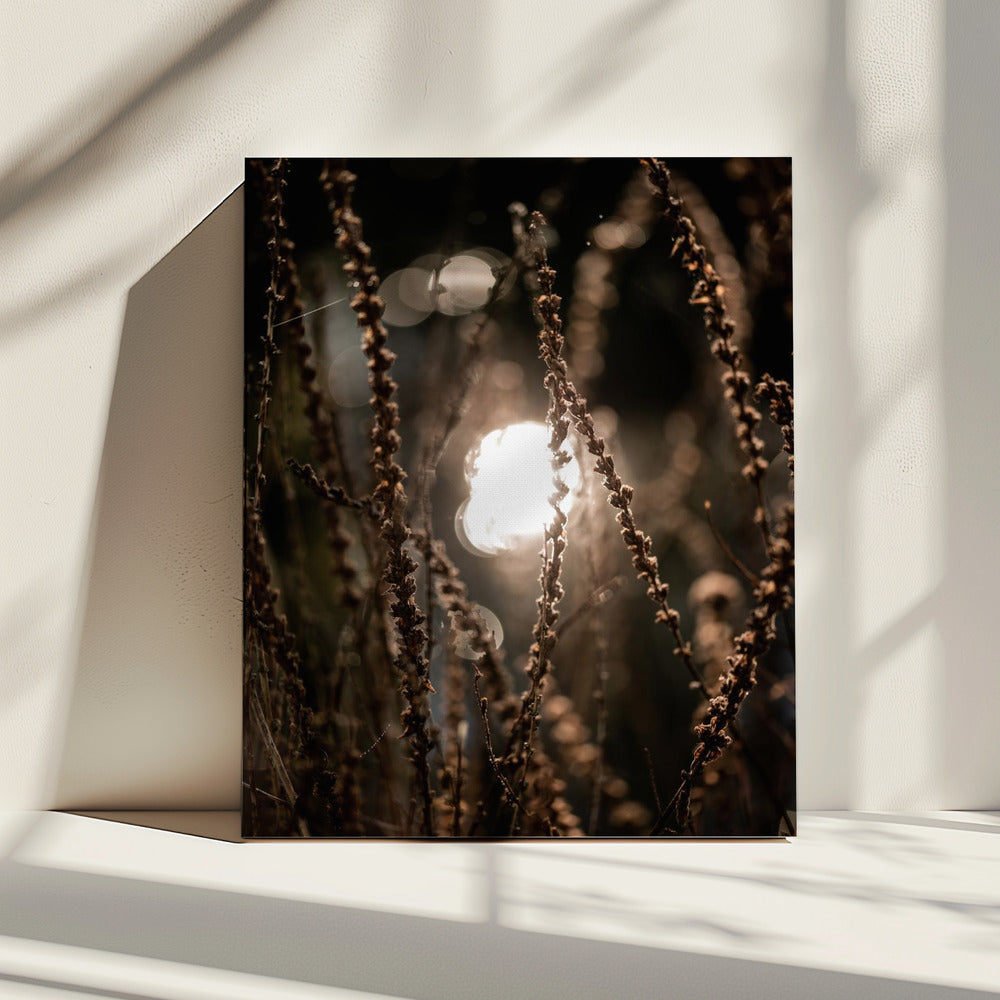 Autumn Lights 2 | Canvas