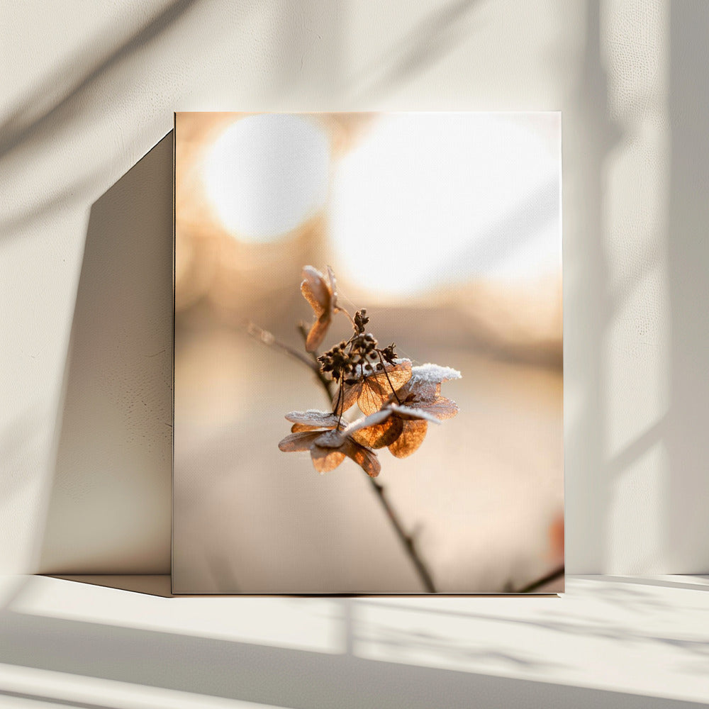 Hydrangea 4 | Canvas