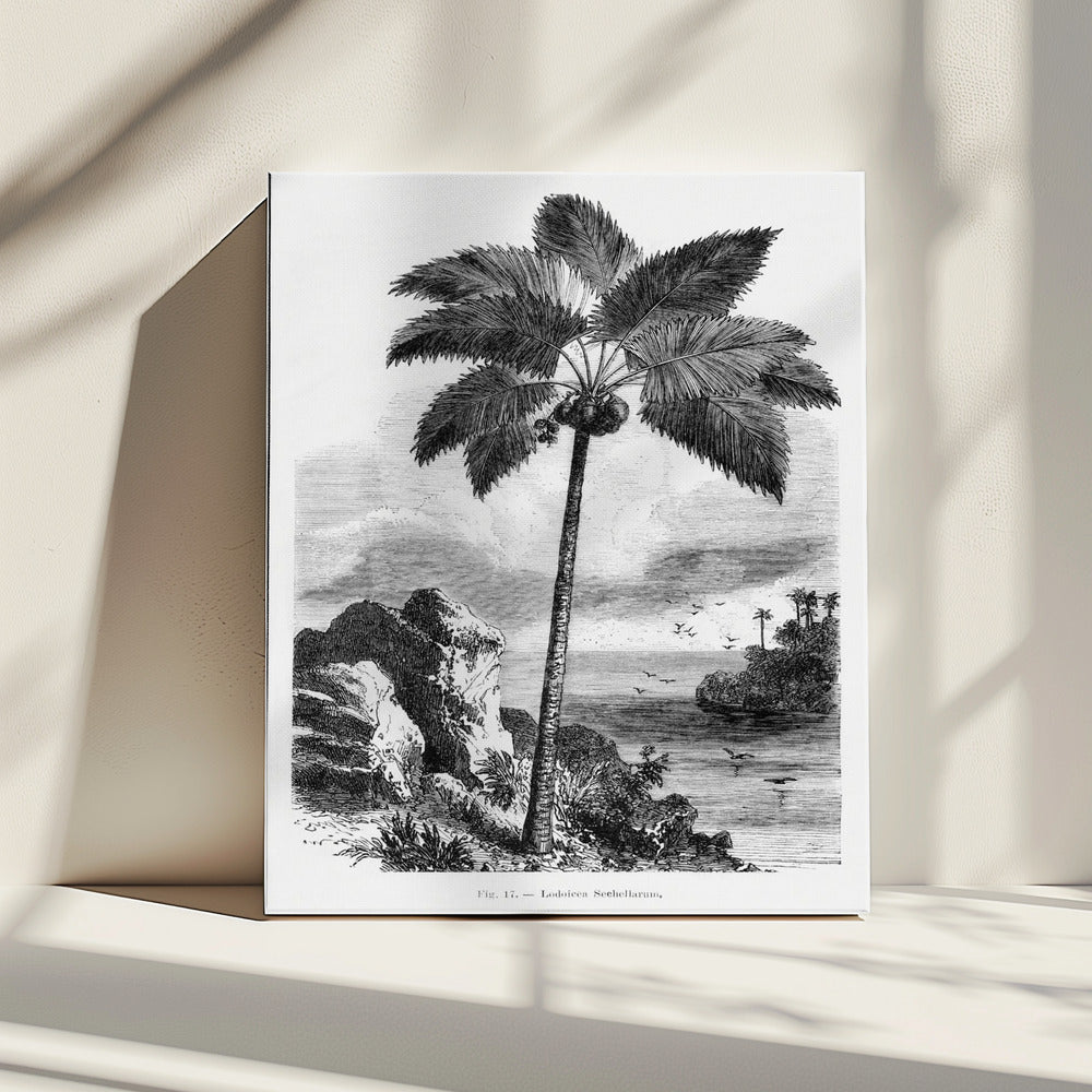 Vintage palmboom tekening I | Canvas