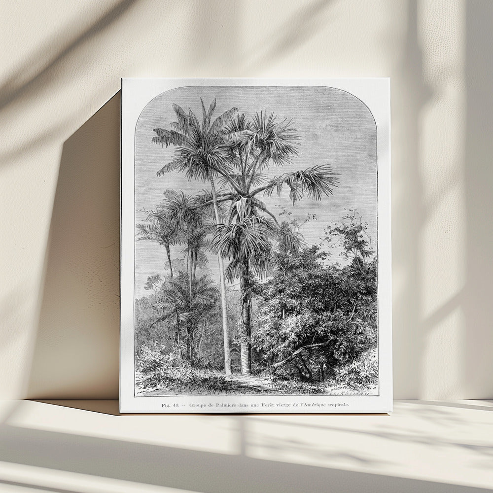 Vintage palmboom tekening IV | Canvas