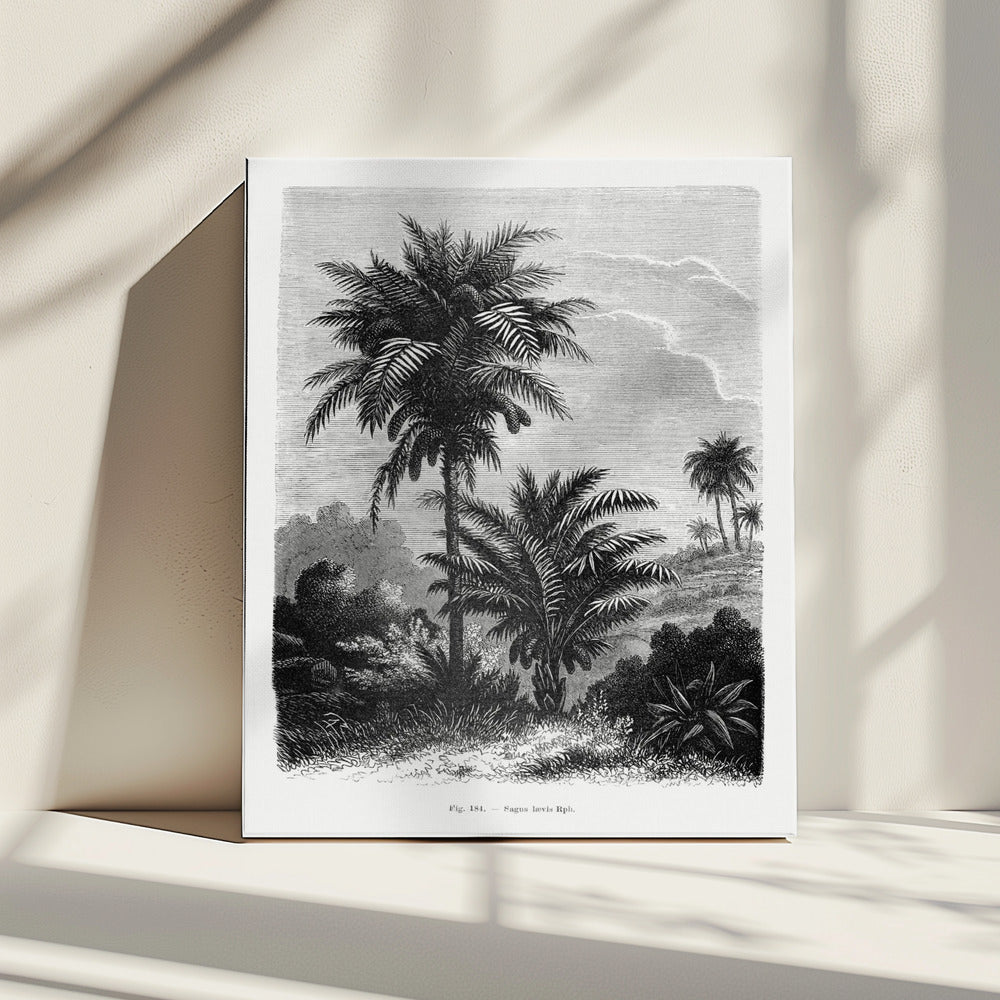 Vintage palmboom tekening V | Canvas