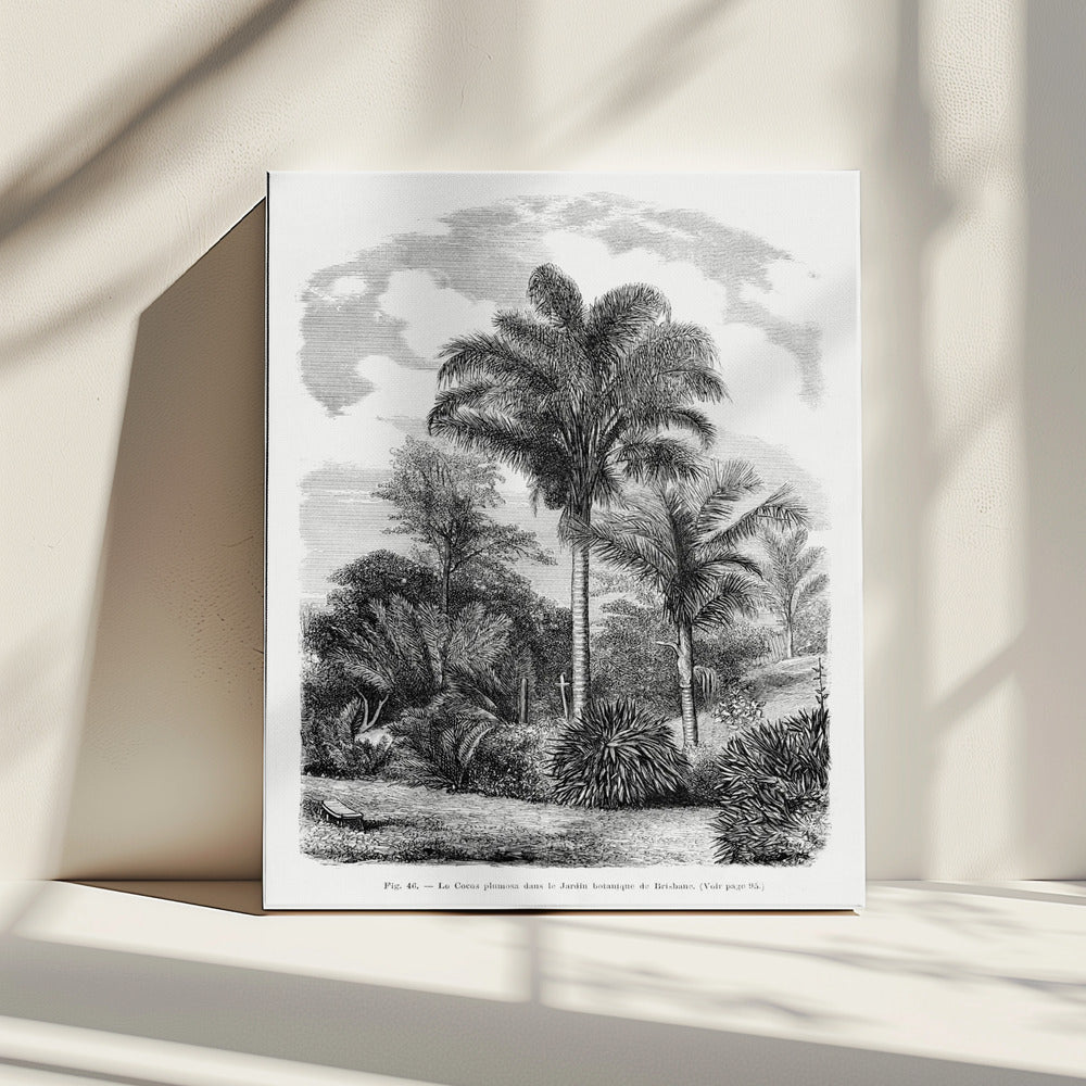 Vintage palmboom tekening VI | Canvas