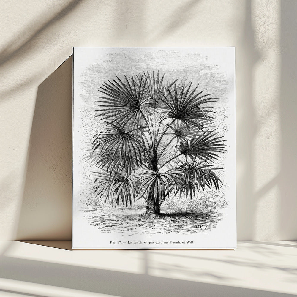 Vintage palmboom tekening Xi | Canvas