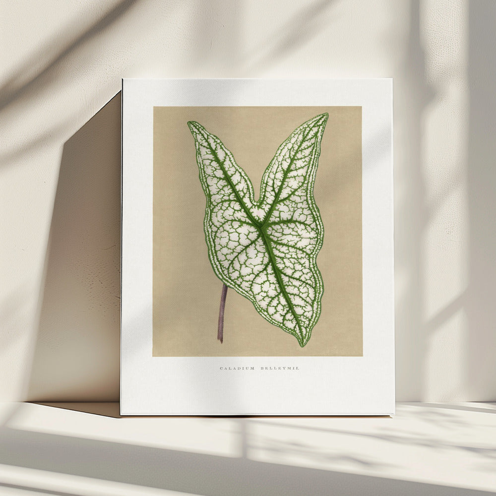 Groene Caladium Belleymii bladillustratie | Canvas