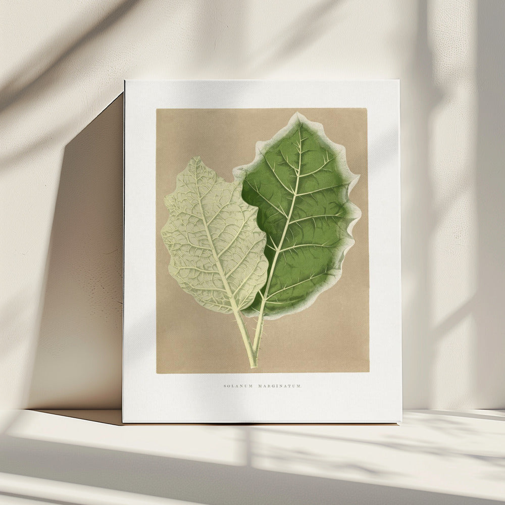 Illustratie van een groen Solanum Marginatum-blad | Canvas