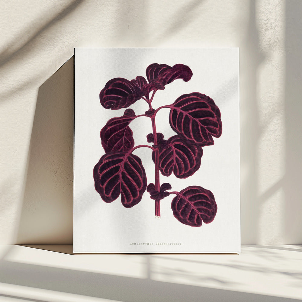Roze Achyranthes Verschaffeltii bladillustratio | Canvas