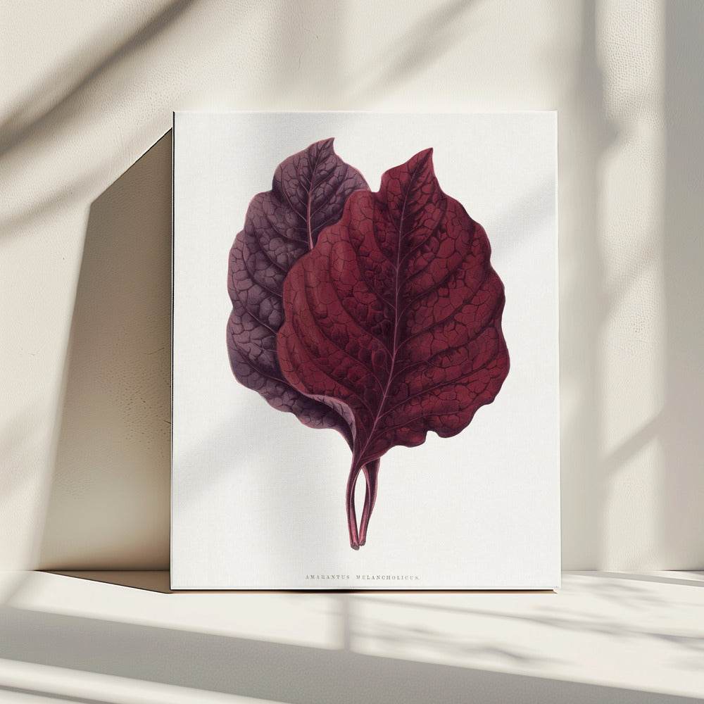 Roze Amarantblad Illustratie | Canvas