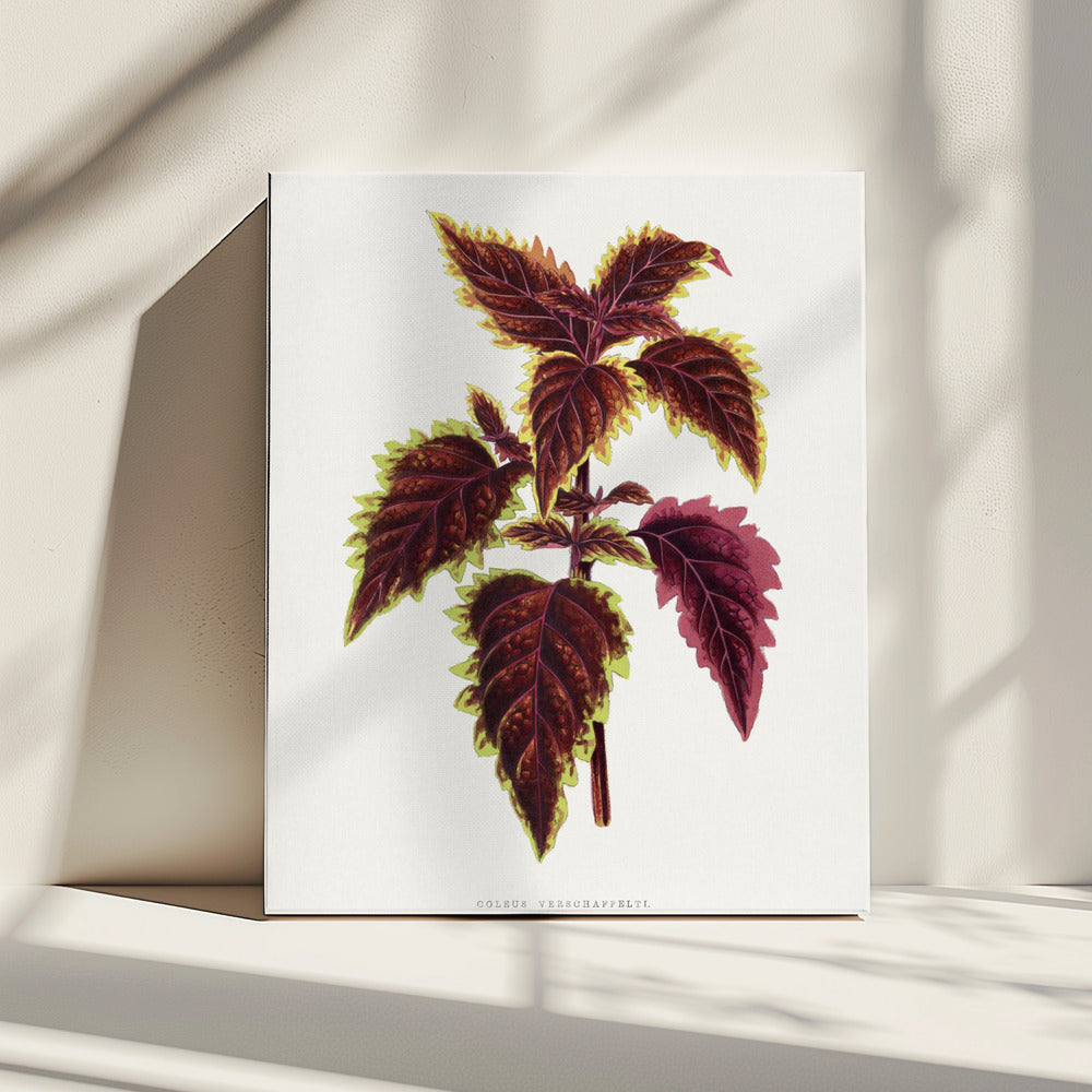Roze Coleus-bladillustratie | Canvas