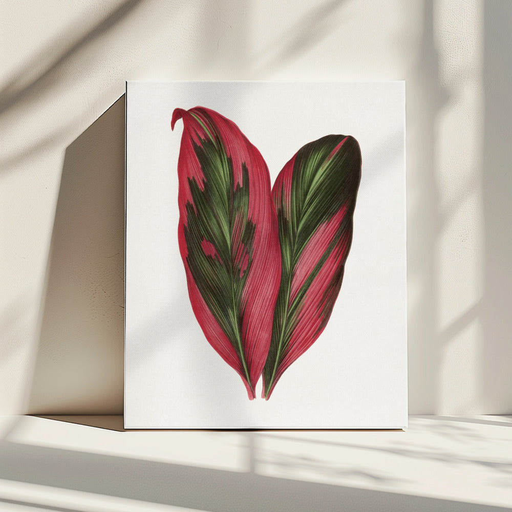 Roze Dracaena Terminalis-bladillustratie | Canvas