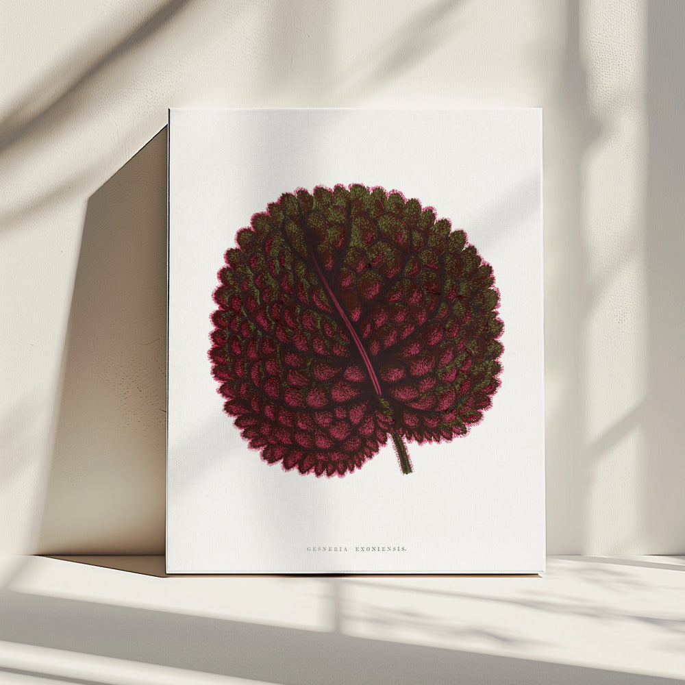 Roze Gesneria Exoniensis bladillustratie | Canvas