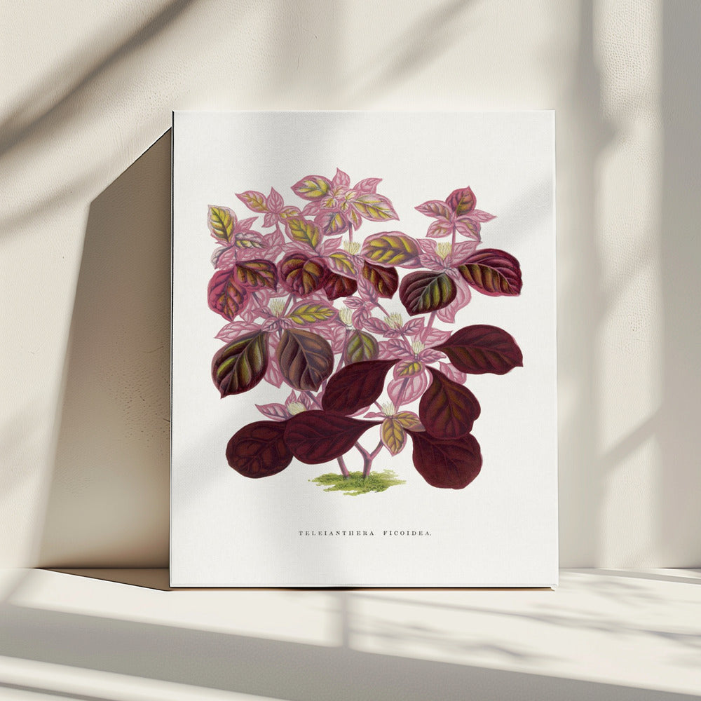 Roze Teleianthera Ficoidea bladillustratie | Canvas