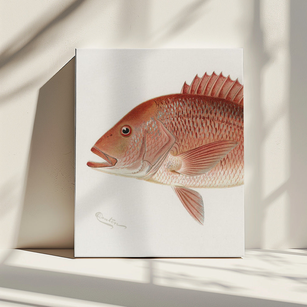 Rode Snapper | Canvas