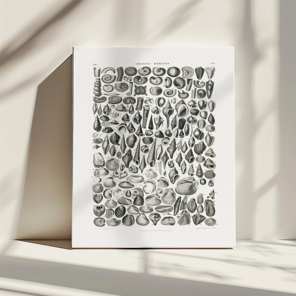 Sealife II | Canvas