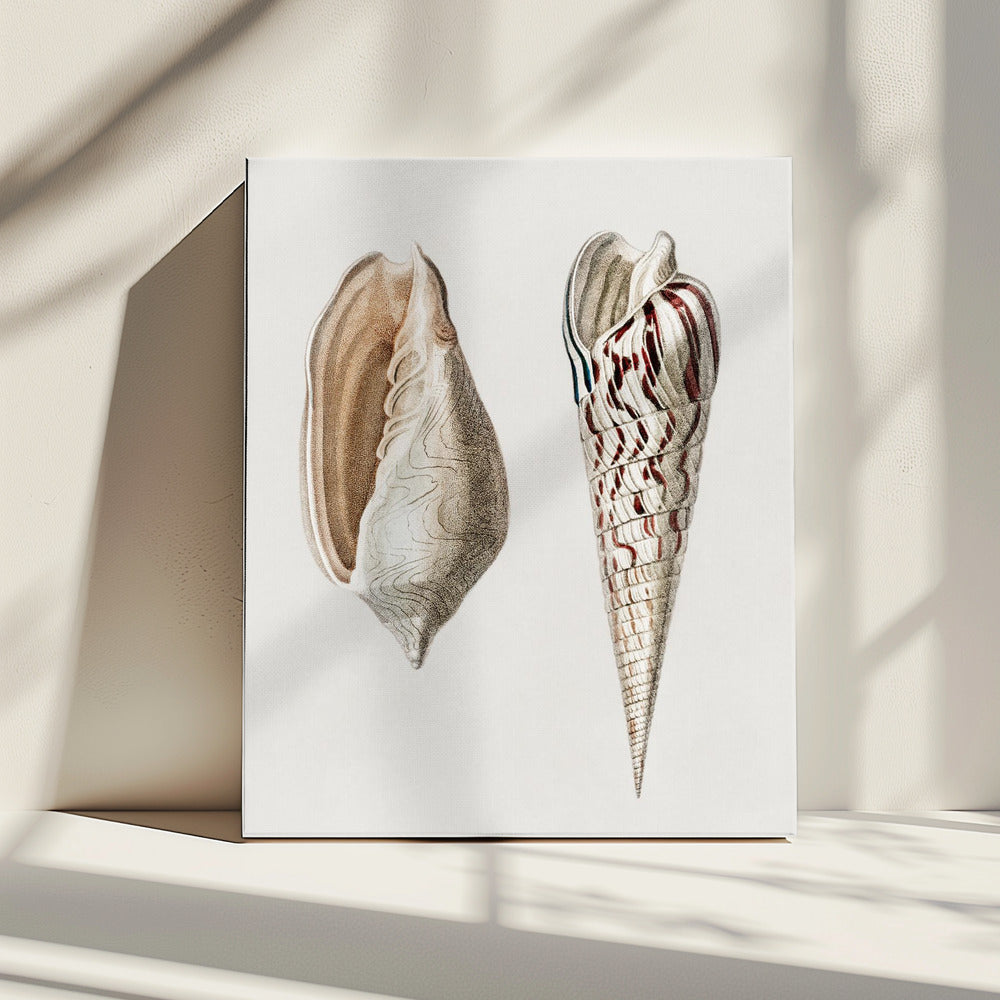 Twee weekdieren gewas II | Canvas