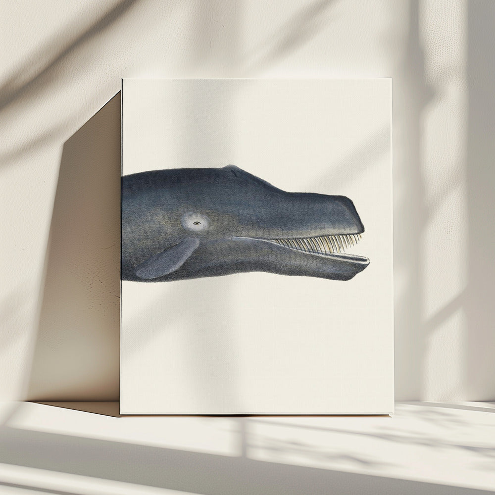 Walvis I Strakke uitsnede Handgekleurde zeelevenlithografie 1824 | Canvas