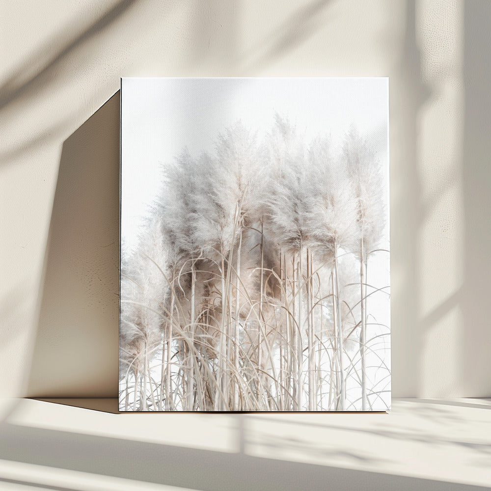 Pampasgras II | Canvas
