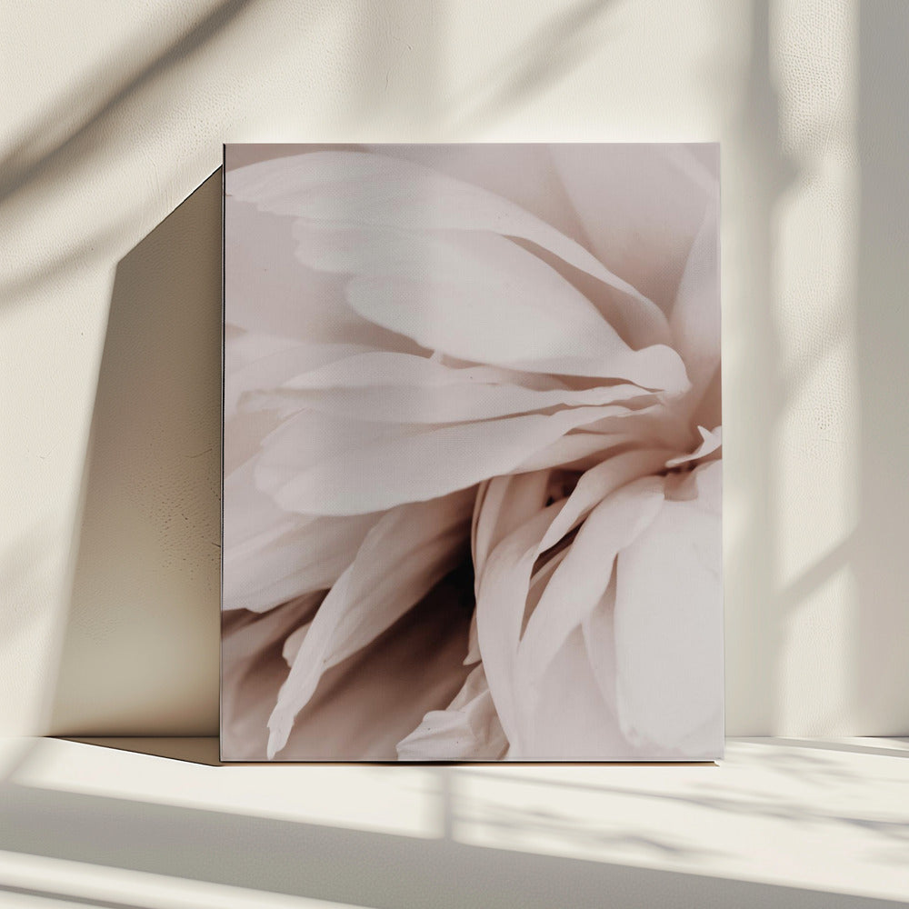 Pioenroos | Canvas