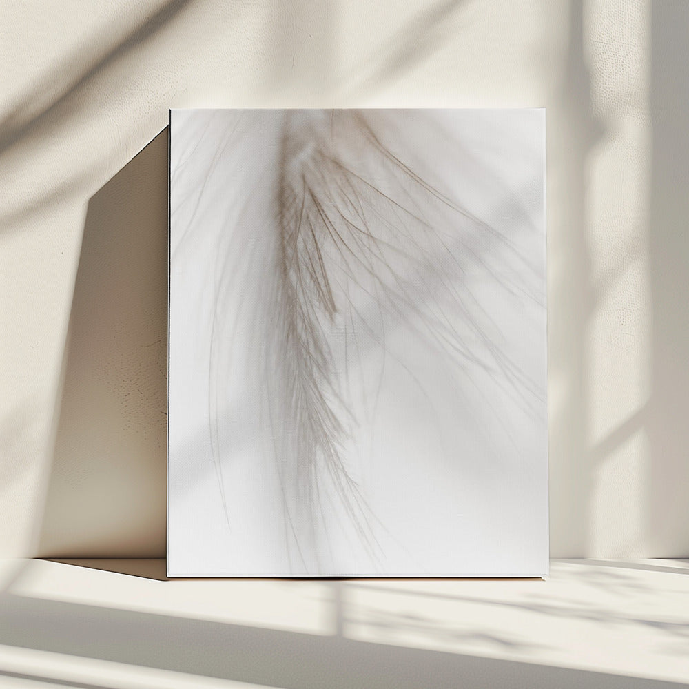 Witte veer | Canvas