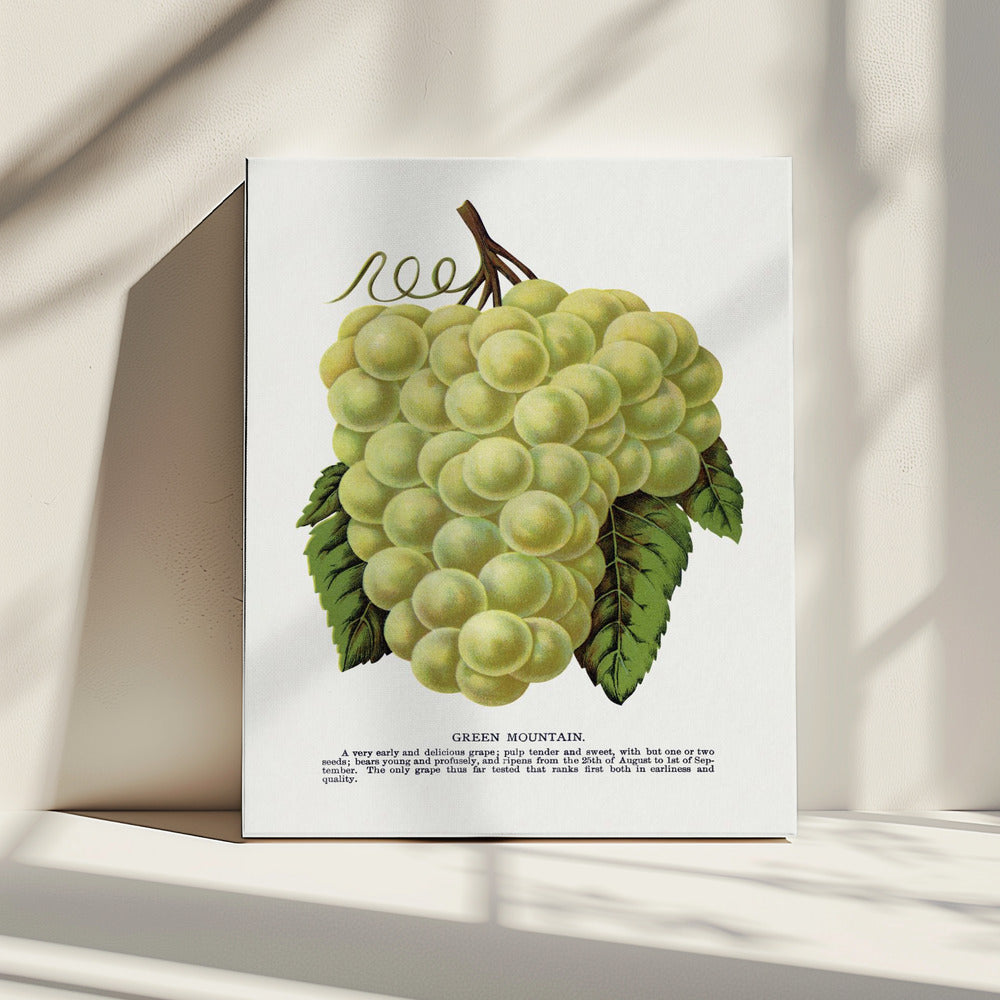 Groene bergdruiflithografie | Canvas