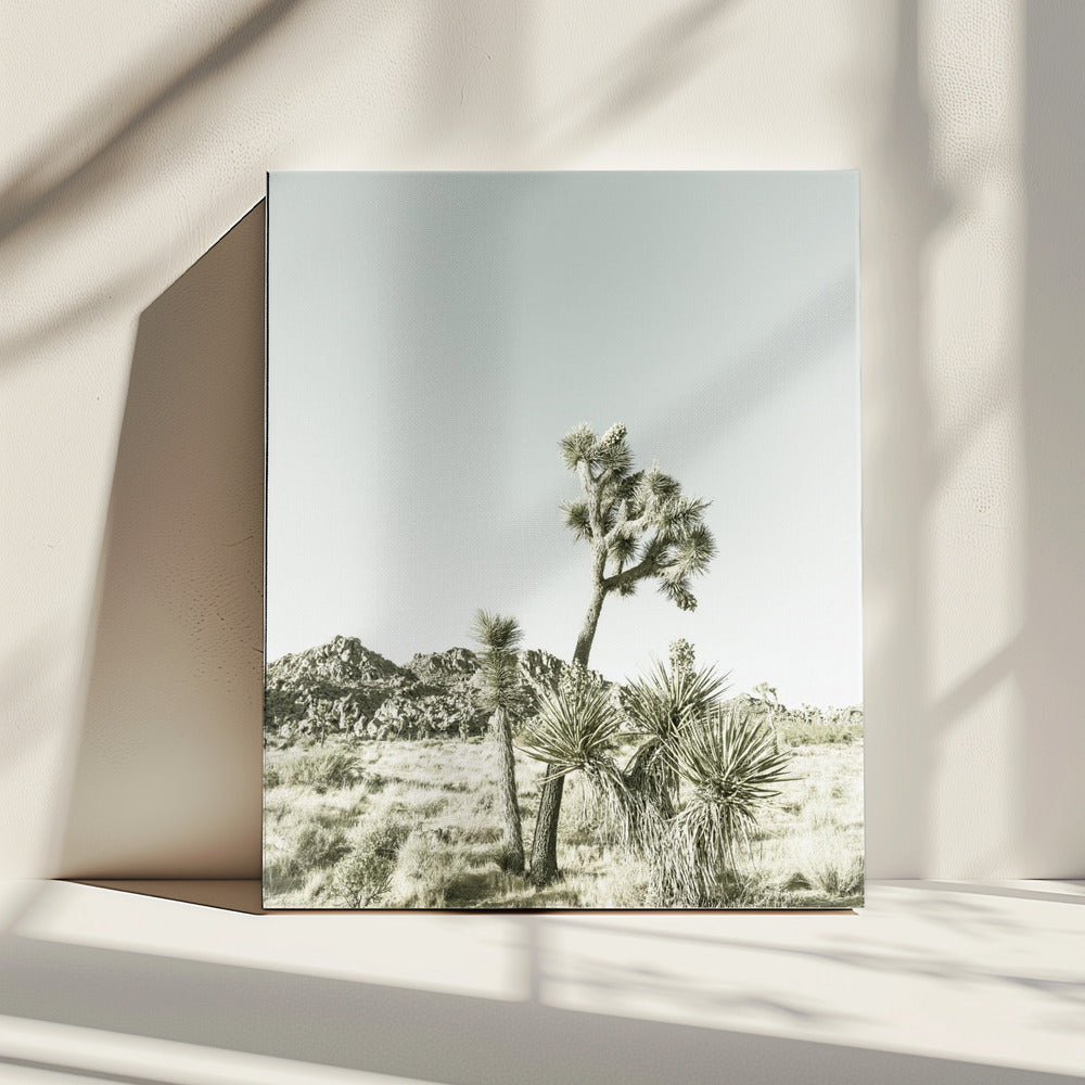 Vintage impressie van Joshua Tree National Park | Canvas