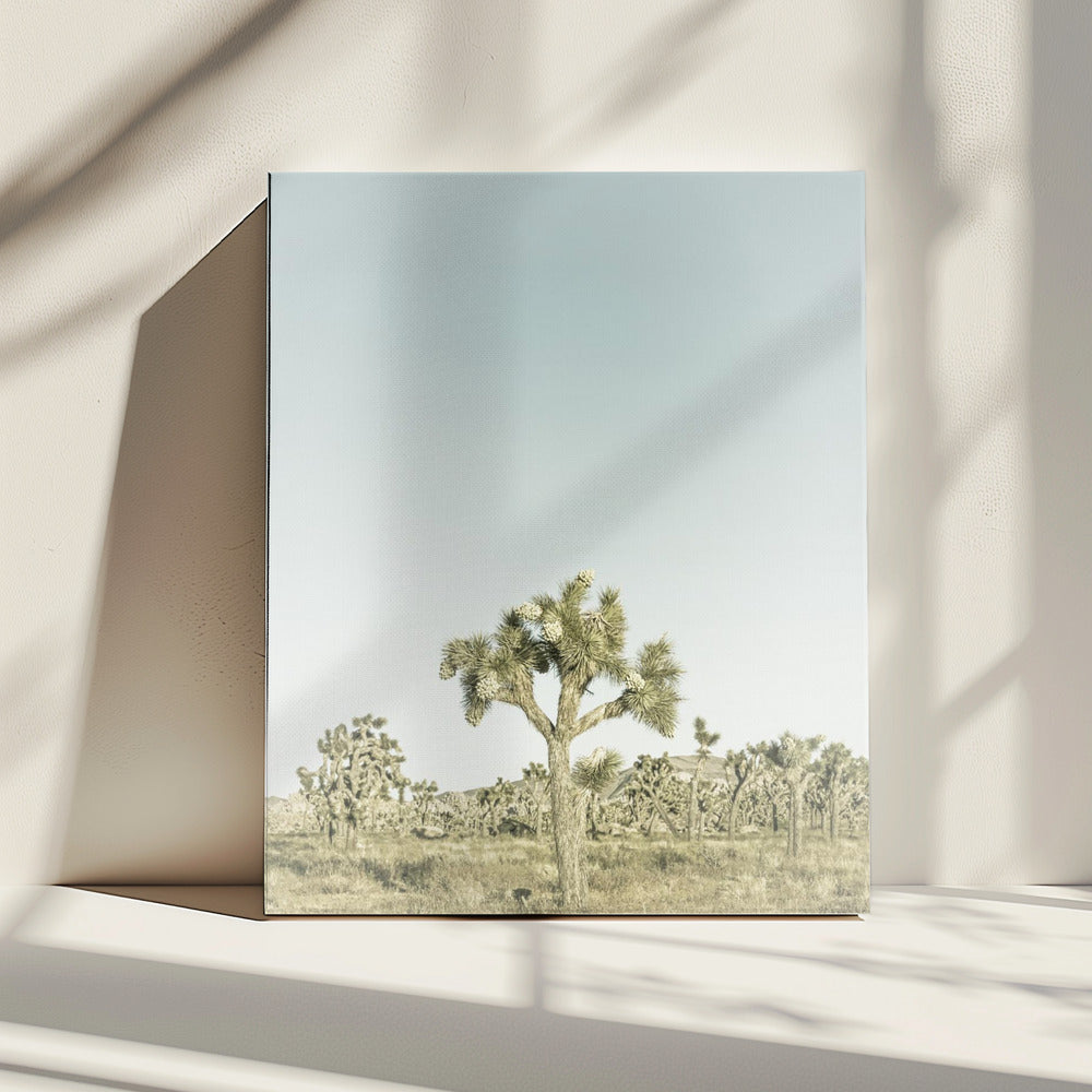 Vintage Joshua Tree Nationaal Park | Canvas