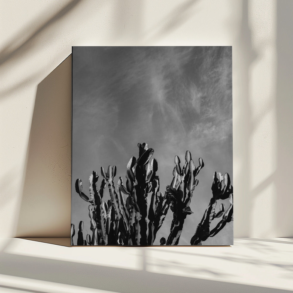 Monochrome Cactushemel | Canvas