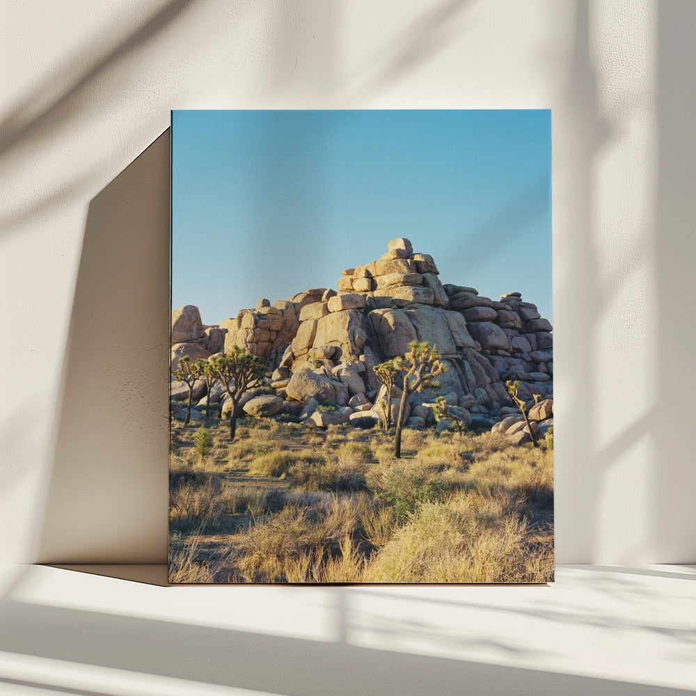 Joshua Tree Zonsondergang | Canvas