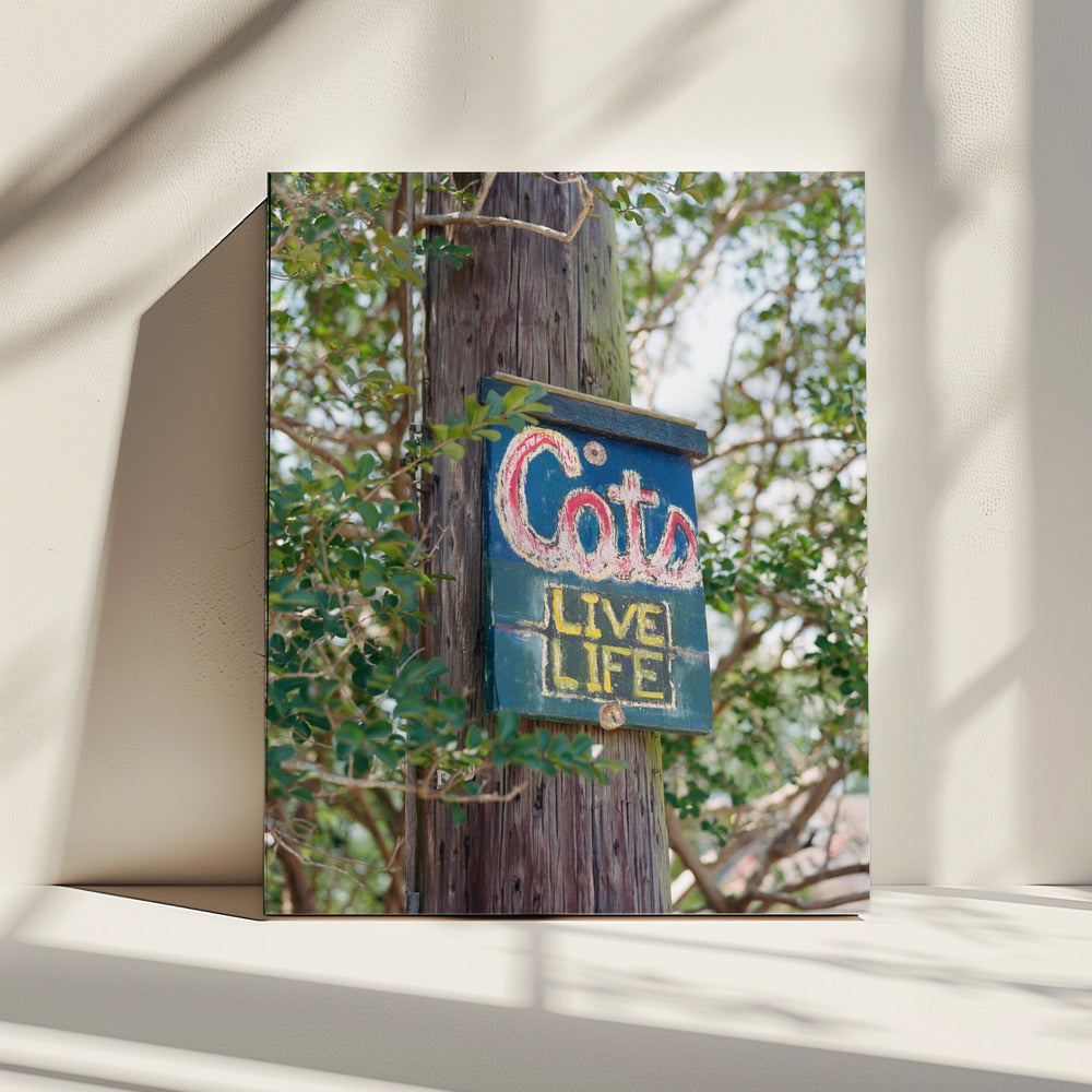 Katten uit New Orleans | Canvas