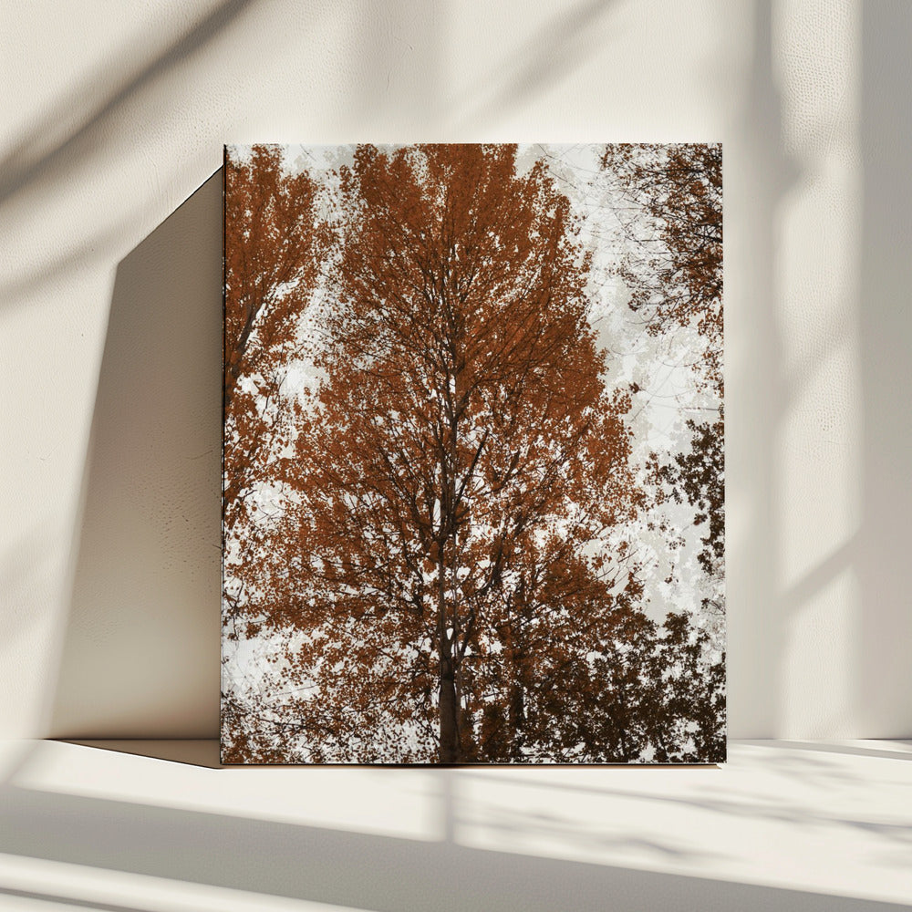 Aspen | Canvas