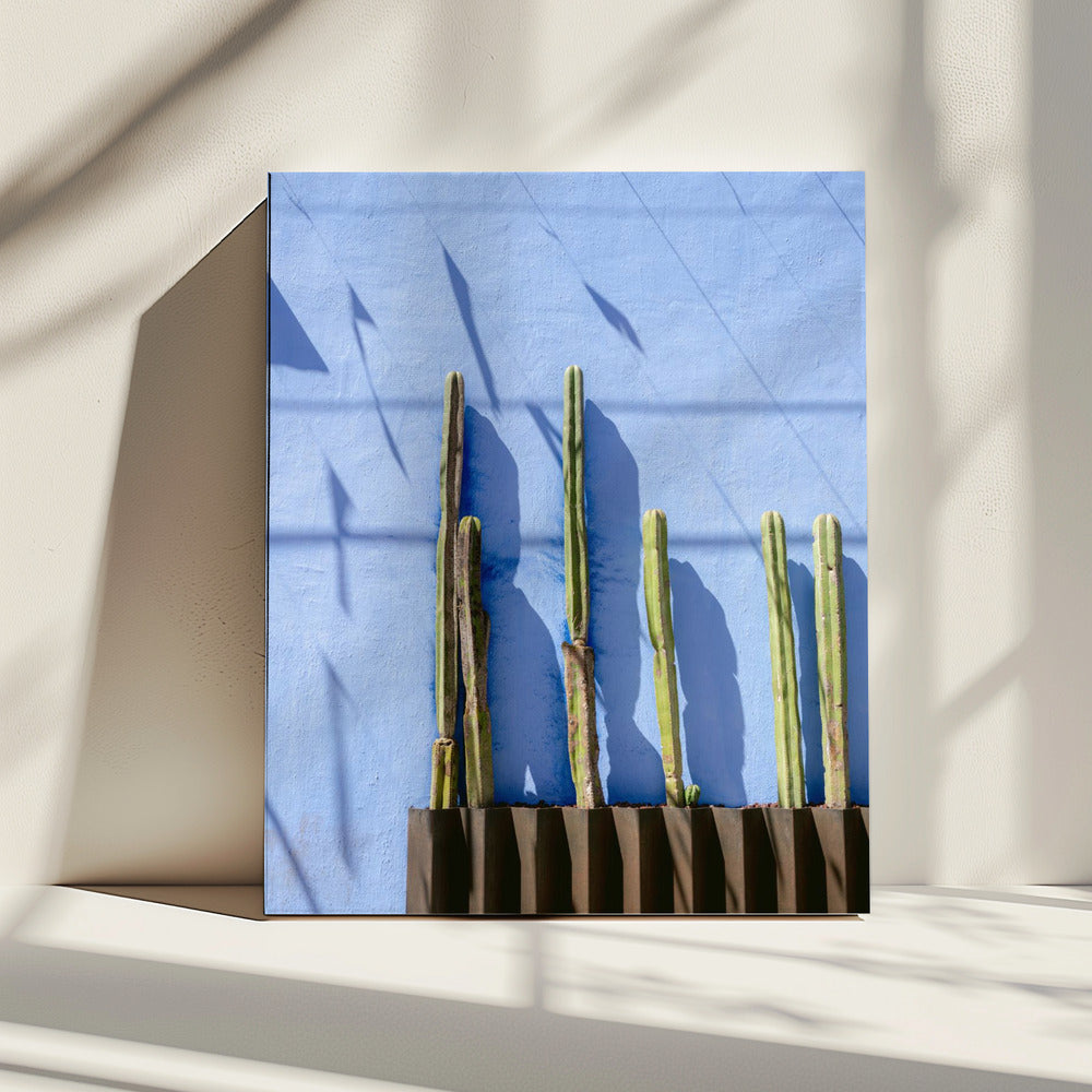 Hoge Cactussen | Reisfotografie Oaxaca Mexico | Canvas