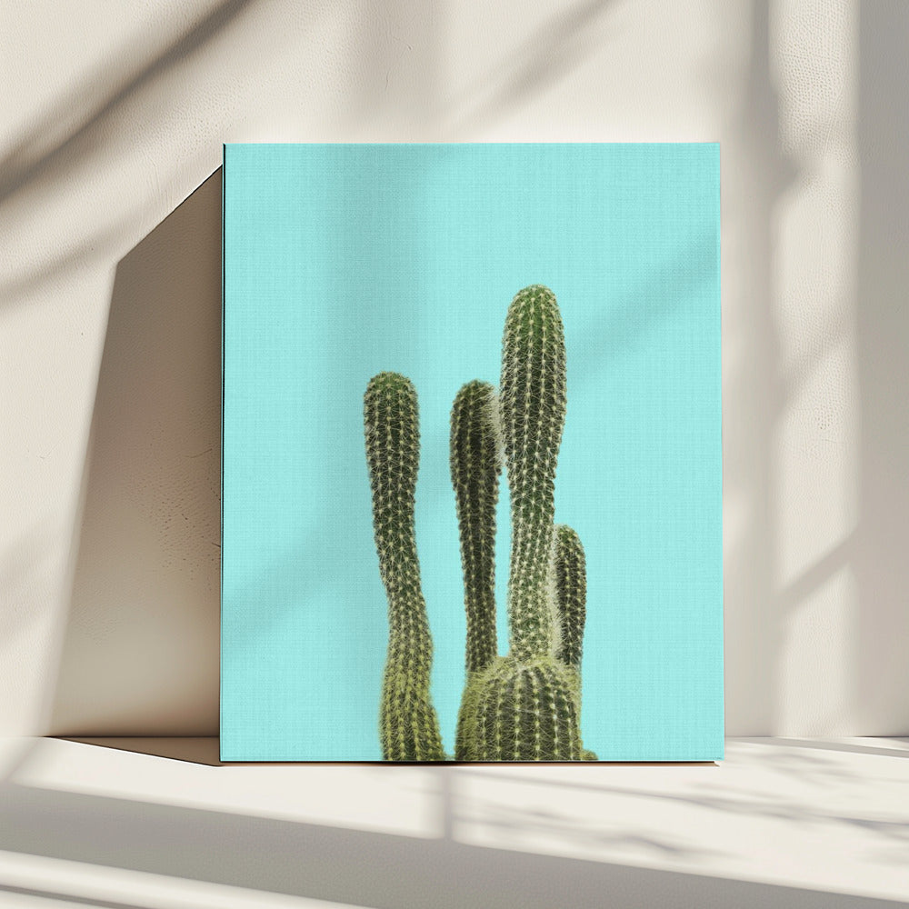 Turkooizen Cactus | Canvas