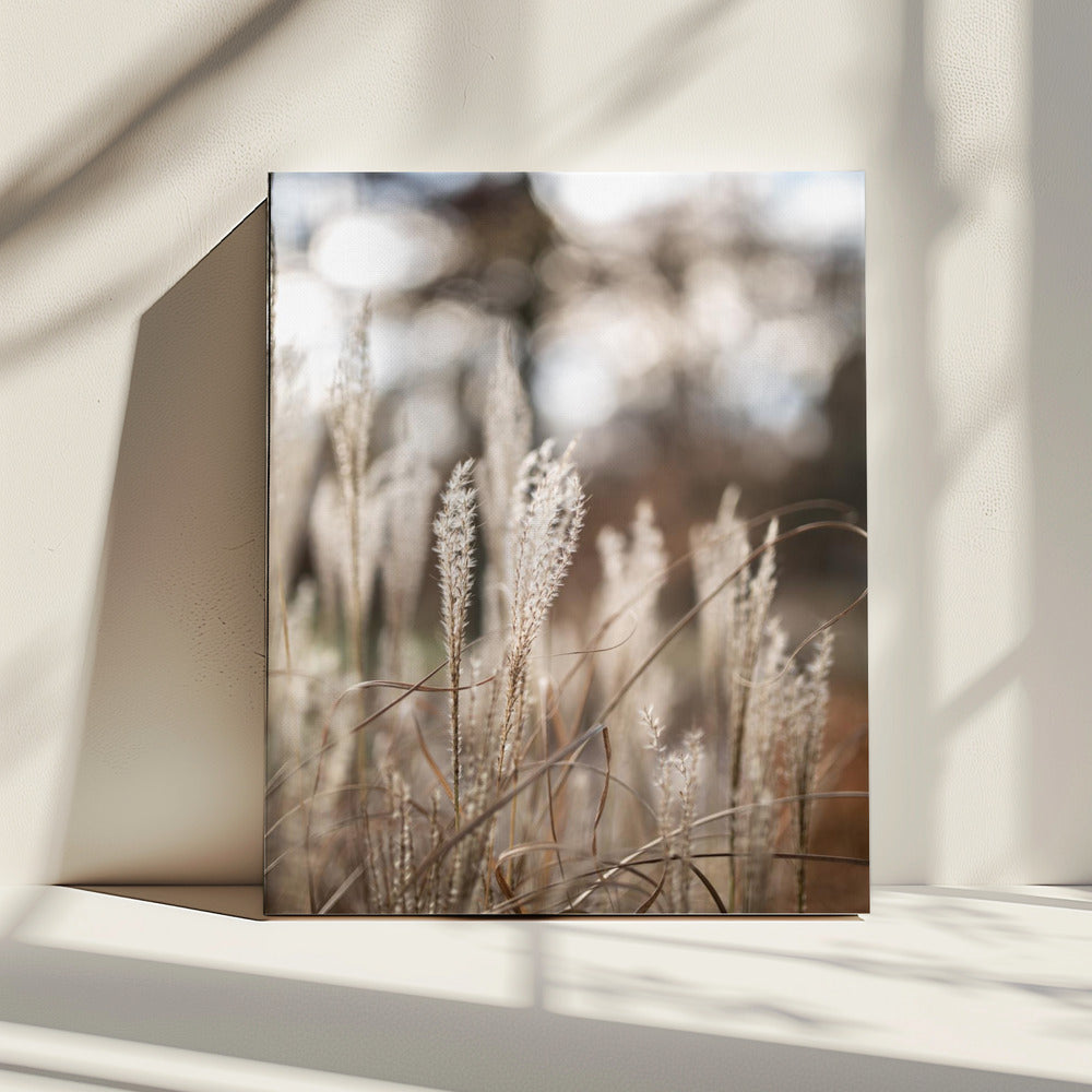 Gras 19 | Canvas