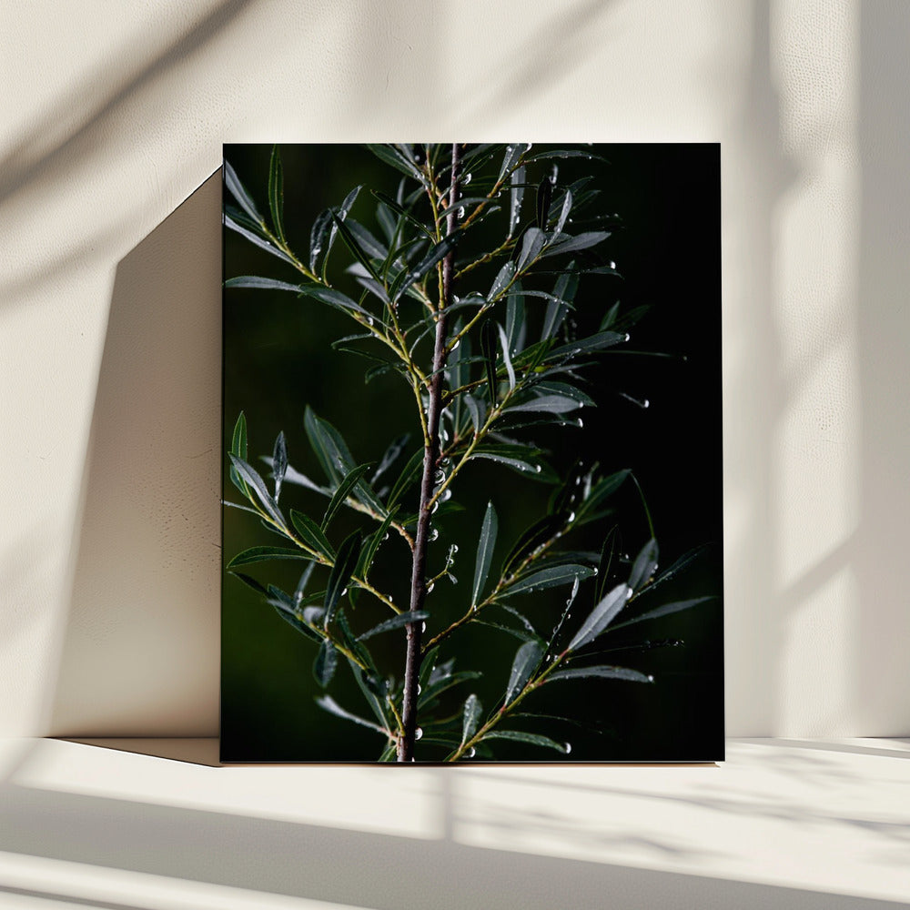 Wintertakken 6 | Canvas