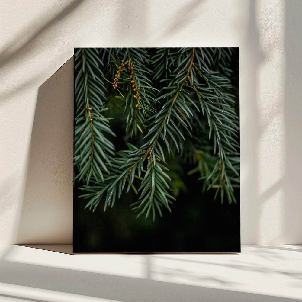 Wintertakken 7 | Canvas