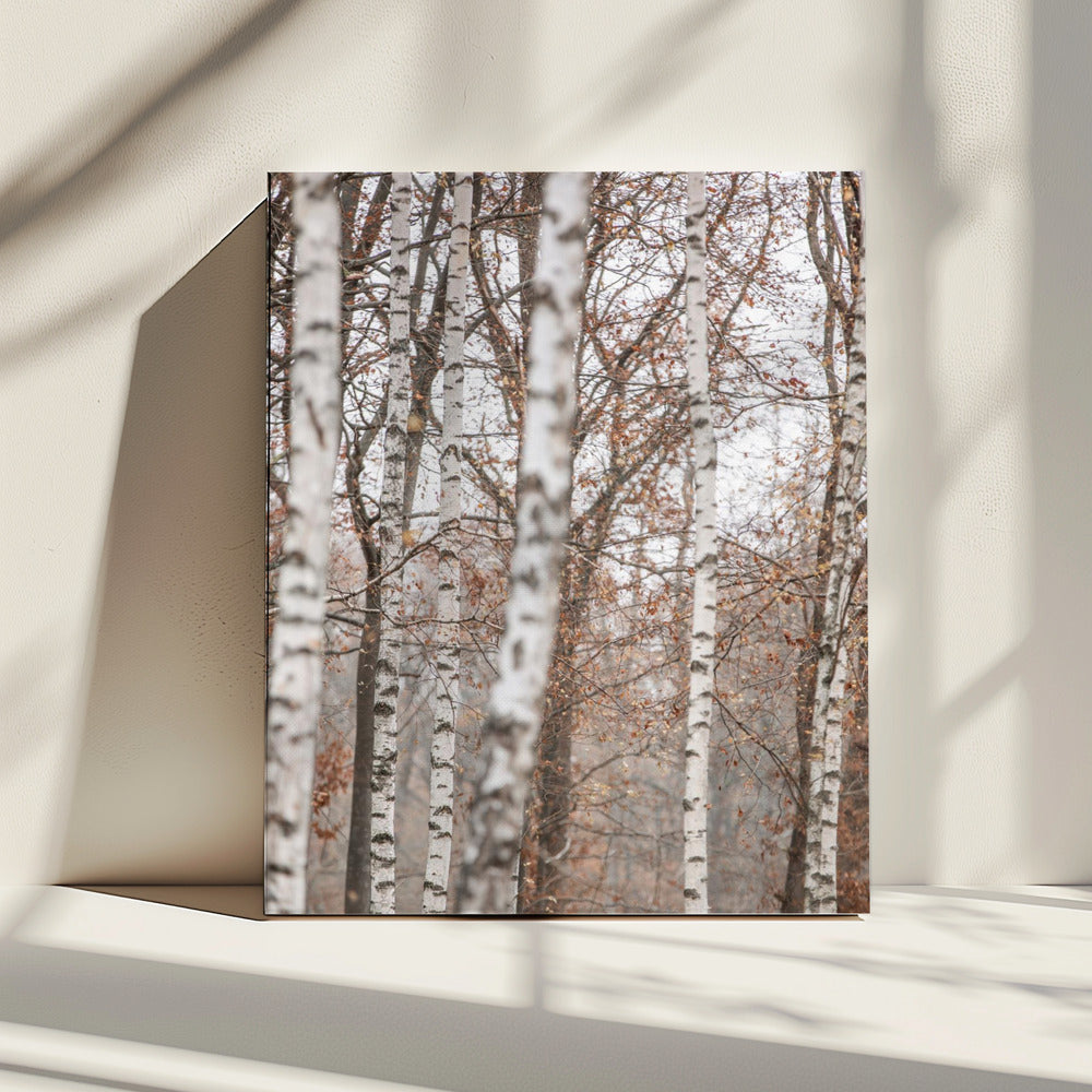 Berkenbomen 6 | Canvas