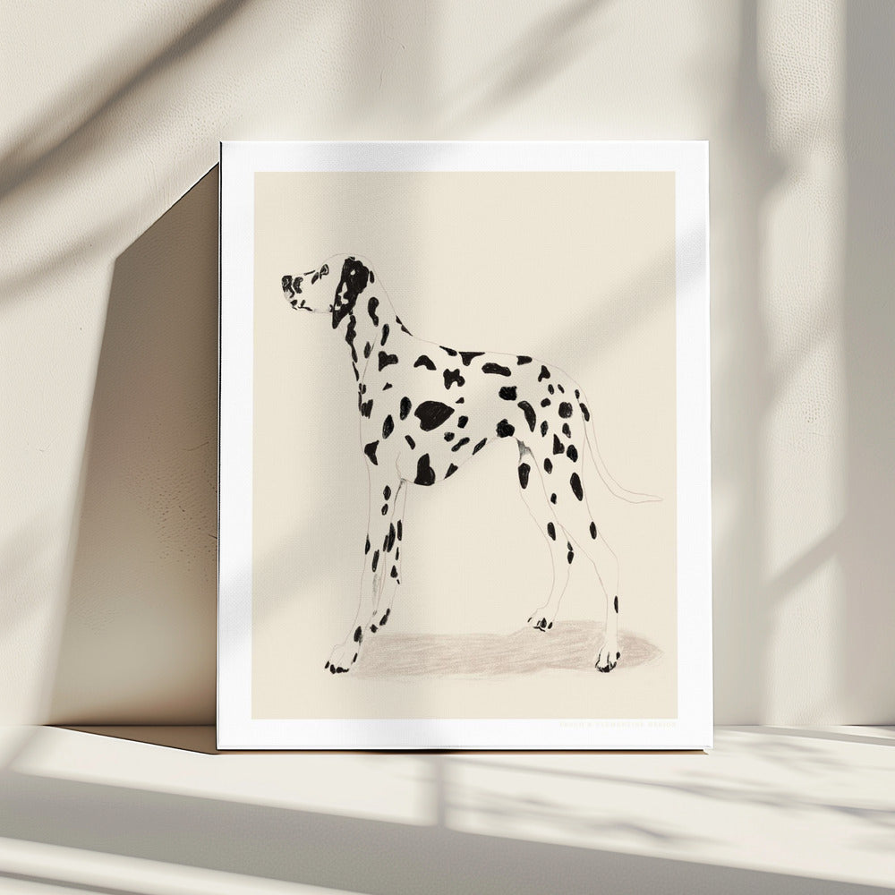 Pandc Dalmatiër | Canvas