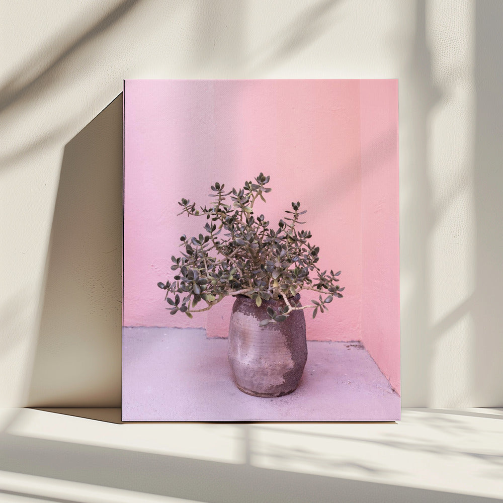 Spaanse rustieke succulent | Canvas